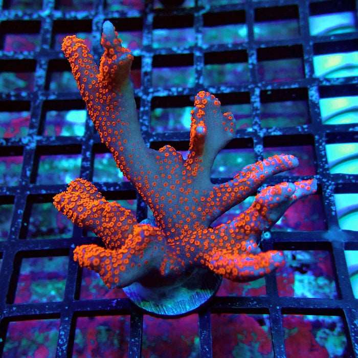Bubblegum Montipora