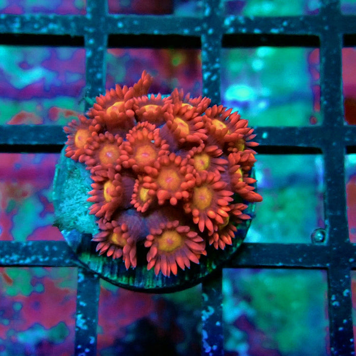 Pink Red Goniopora Frag