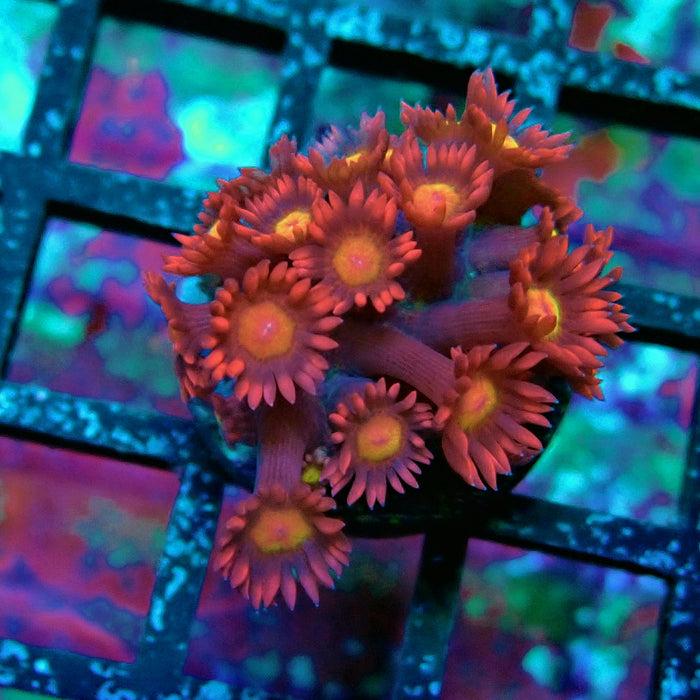 Pink Red Goniopora Frag