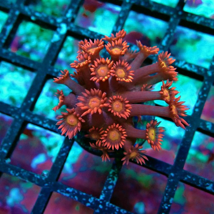 Pink Red Goniopora Frag
