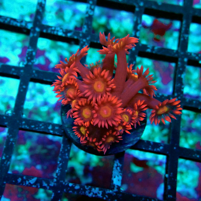 Pink Red Goniopora Frag