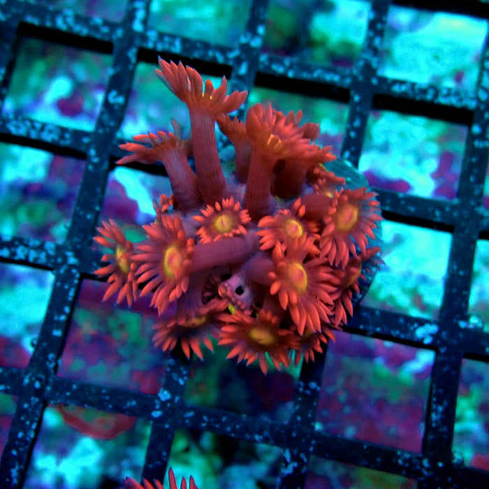 Pink Red Goniopora Frag
