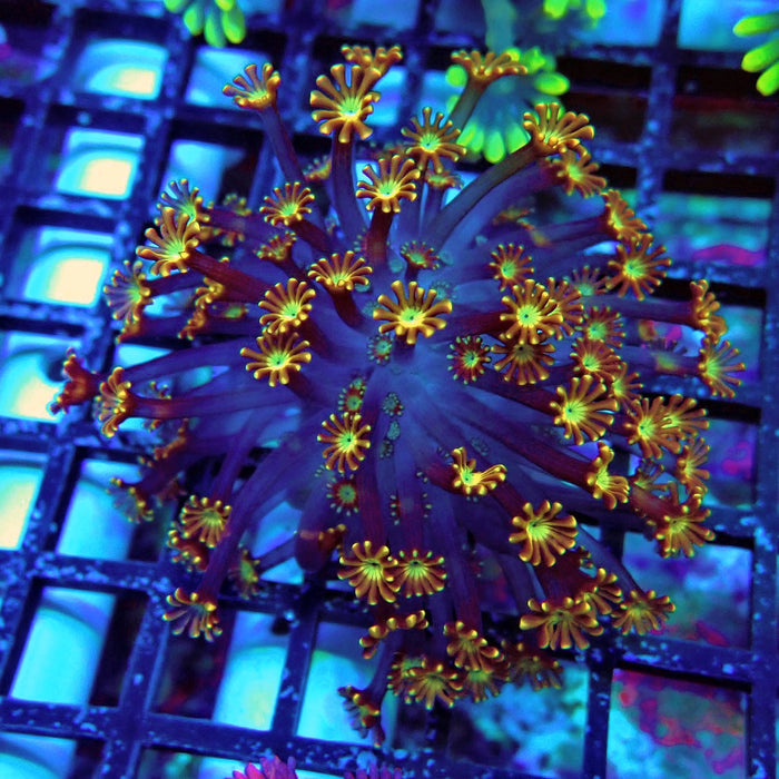 Unique Golden Chocolate Alveopora Frag