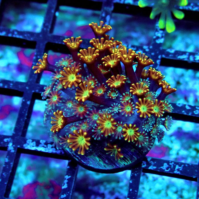 Unique Golden Chocolate Alveopora Frag