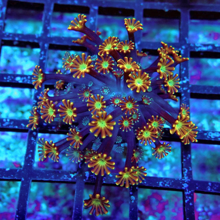 Unique Golden Chocolate Alveopora Frag