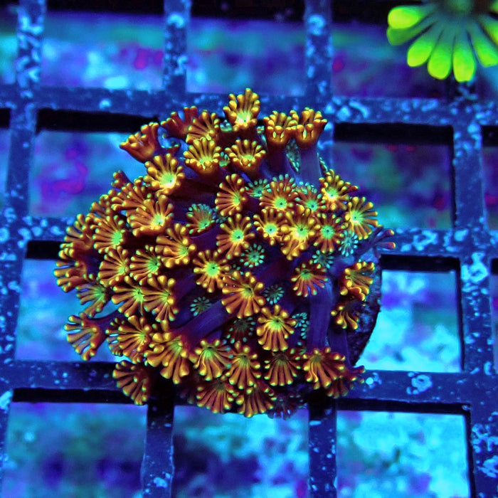 Unique Golden Chocolate Alveopora Frag