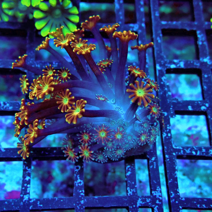 Unique Golden Chocolate Alveopora Frag