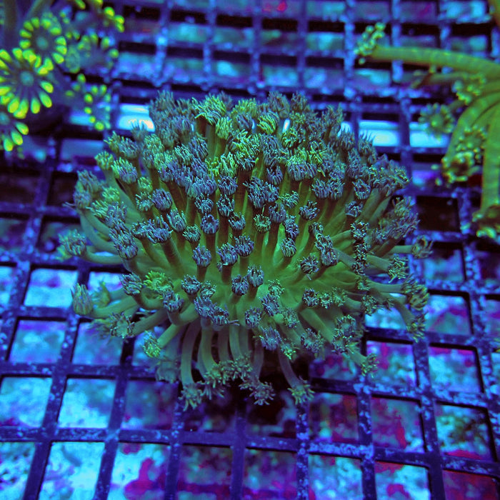 Goniopora Mini Colony