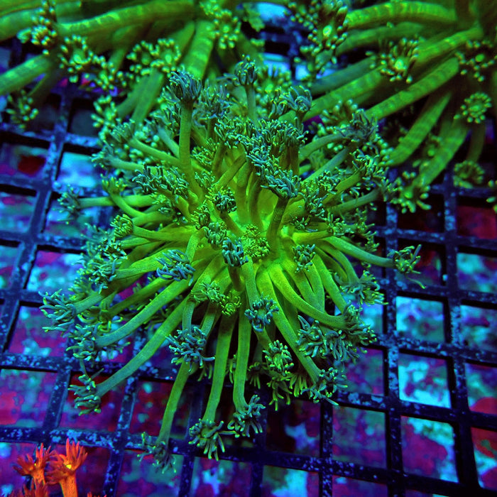 Goniopora Mini Colony