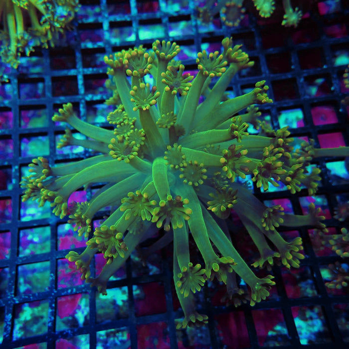 Alveopora Colony