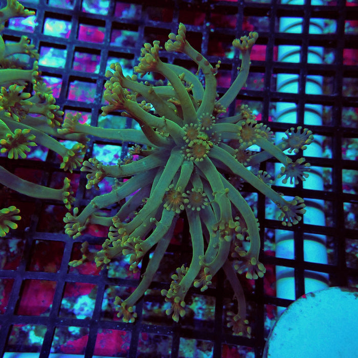 Alveopora Colony