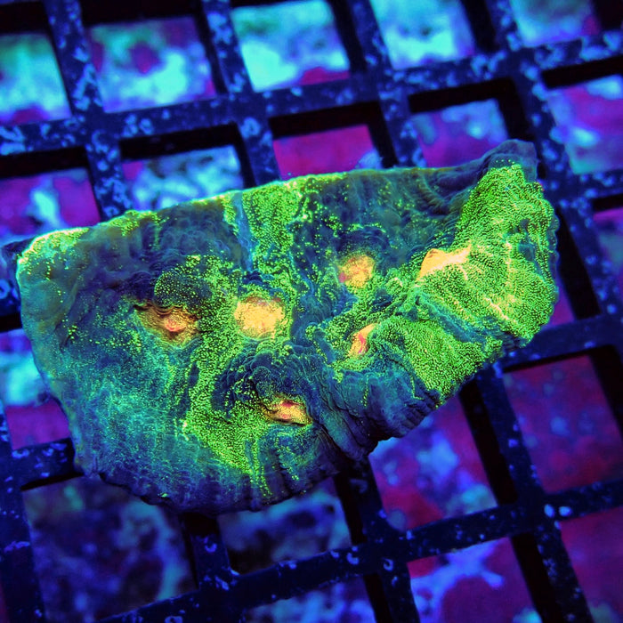 Chalice Coral Frag (16)