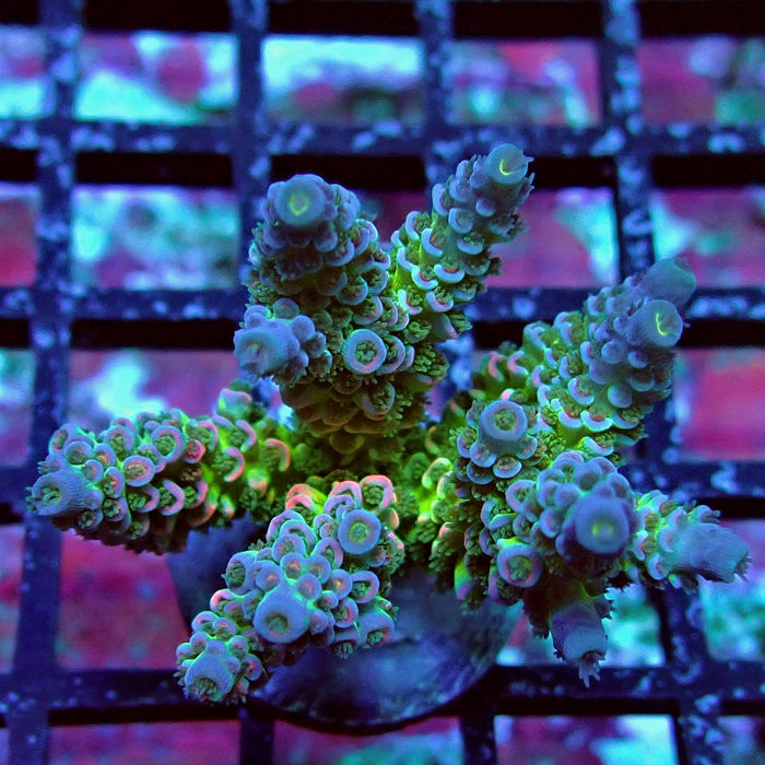 Green Blue Pink Scale Tenuis Acro