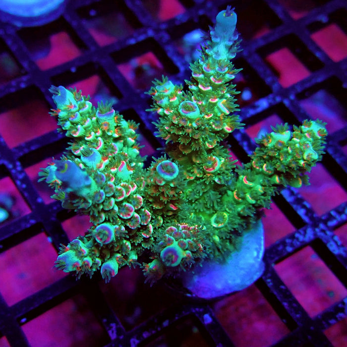REx Green Pink Scale Tenuis Acro
