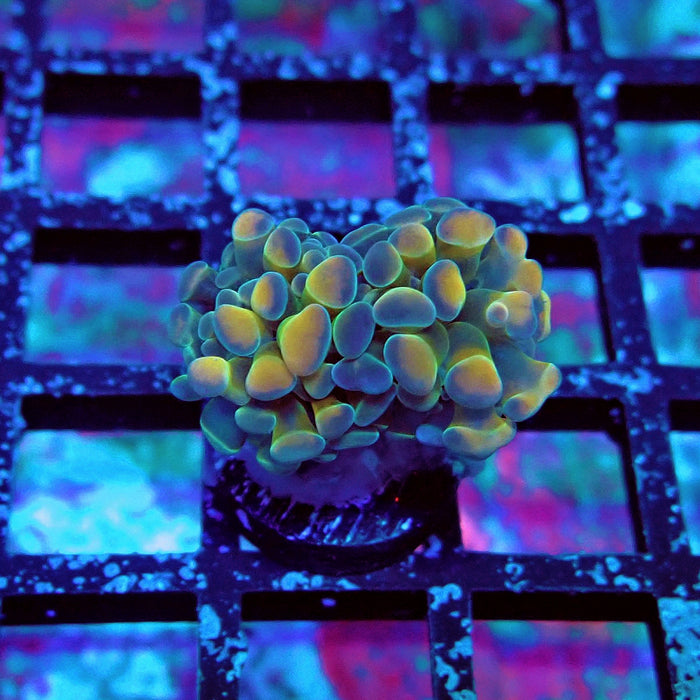 Red Hologram Hammer