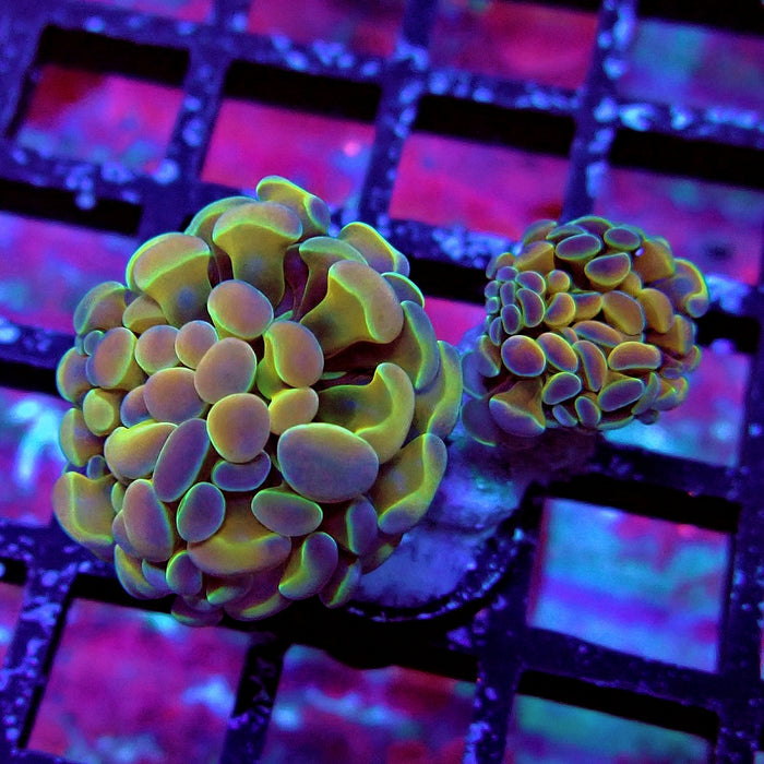 Hologram Hammer