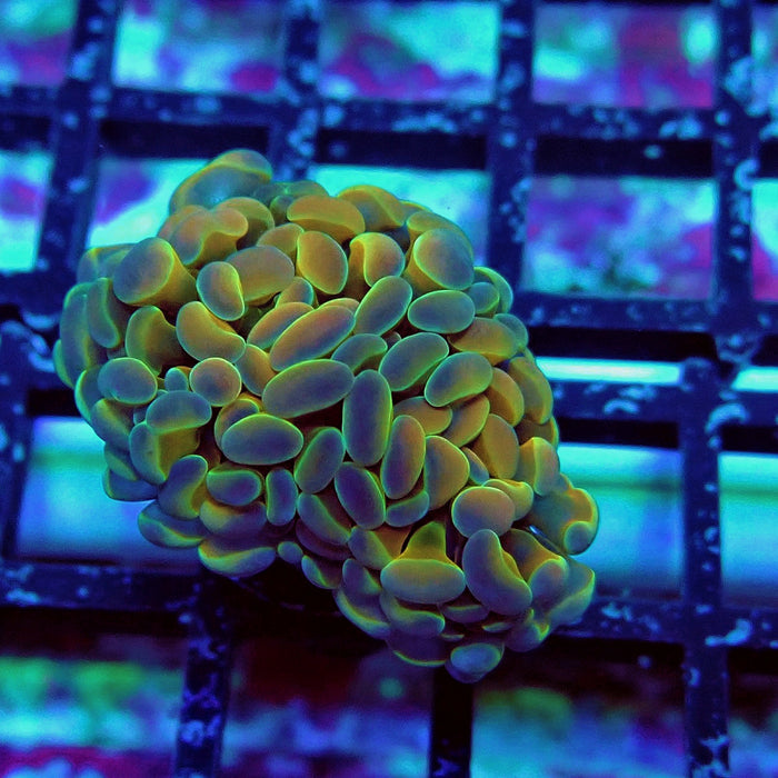 Gold Hologram Hammer