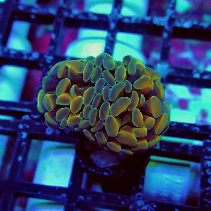 Gold Hologram Hammer
