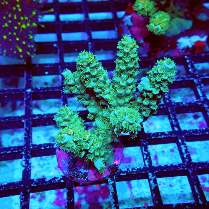 Acro Mini Colony