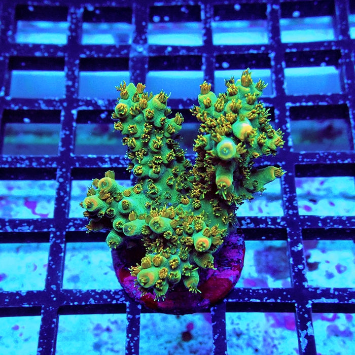 Acro Mini Colony