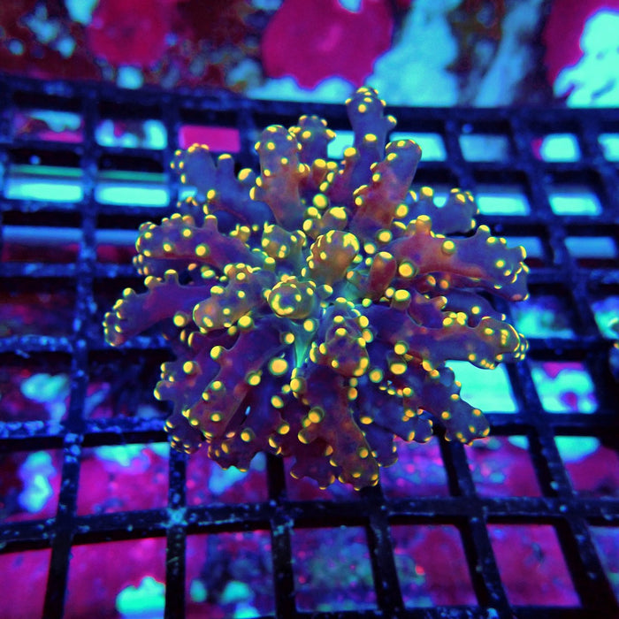 Orange Frogspawn