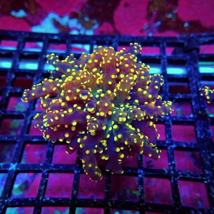 Orange Frogspawn