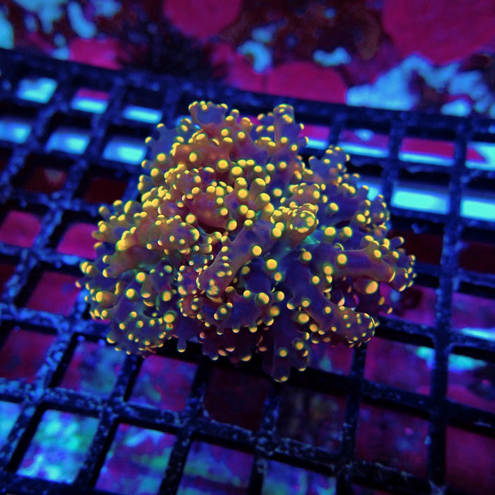 Orange Frogspawn