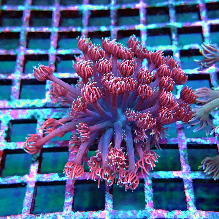 Goniopora Ultra Bright