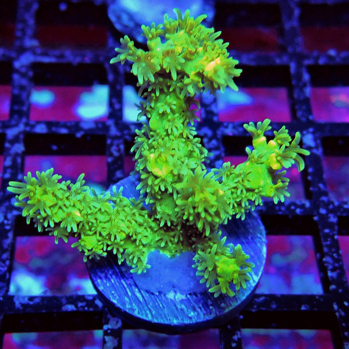 Fuzzy Blue-Green-Yellow Acro
