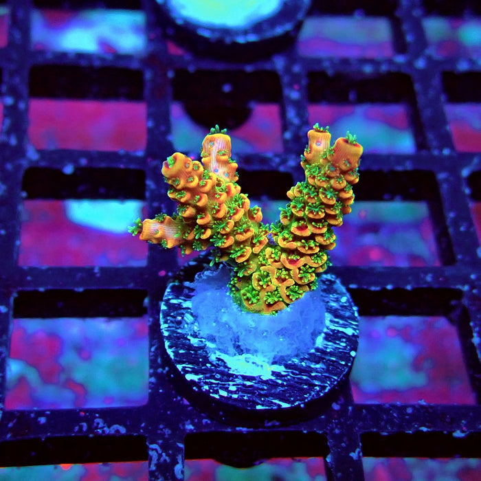 REx Pink Purple Rainbow Mille Acro