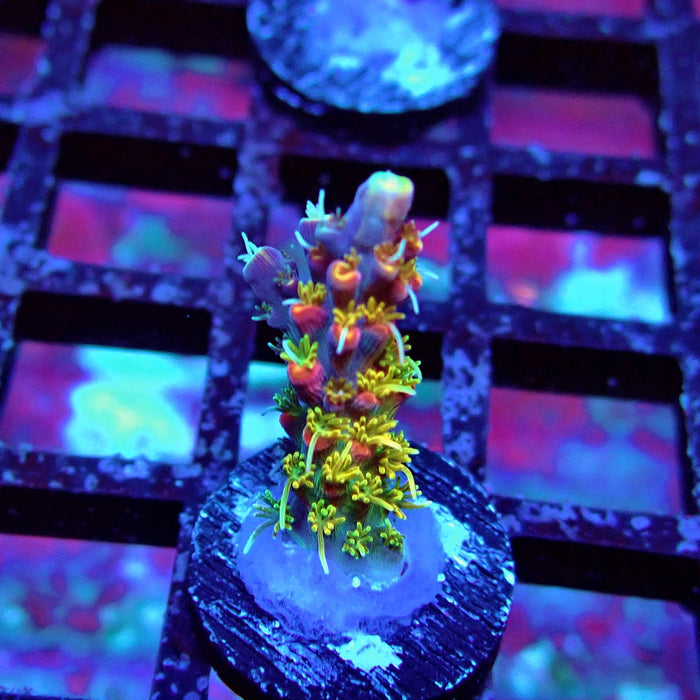 REx Celestial Fire Acro