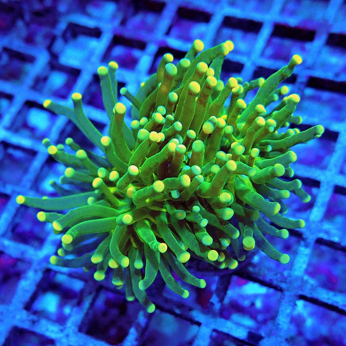 Green White Tips Torch