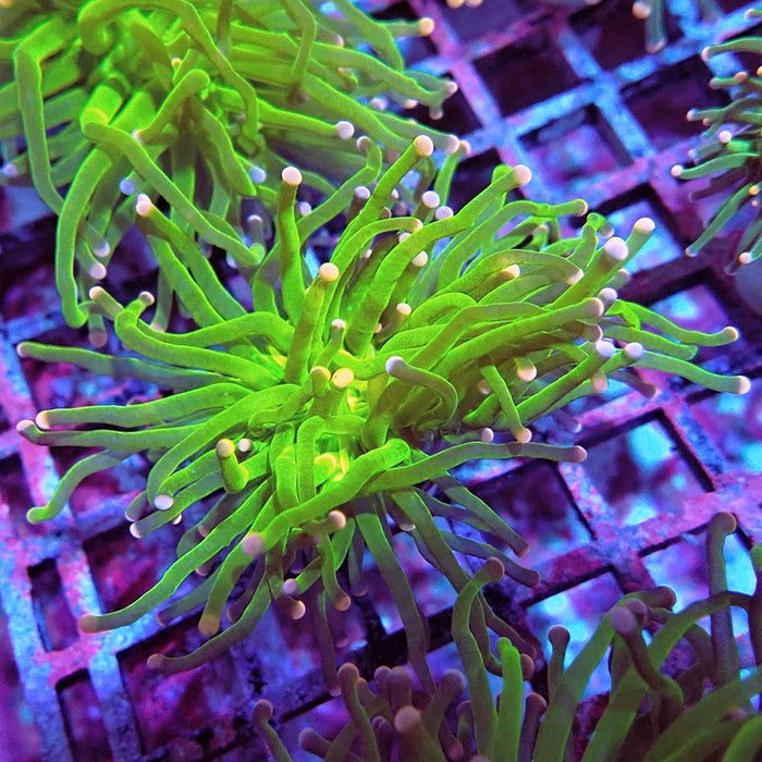 Euphyllia Cotton Candy Torch Premium
