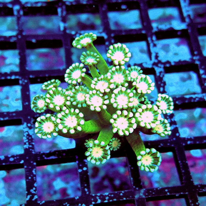 Alveopora Super Green Orange Middle Long Polyps