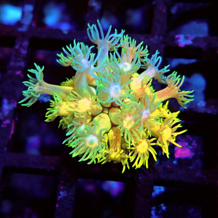 Rainbow Goniopora Frag (4)