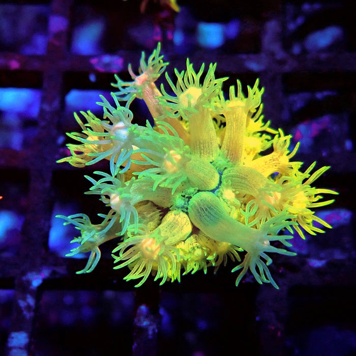 Rainbow Goniopora Frag (4)