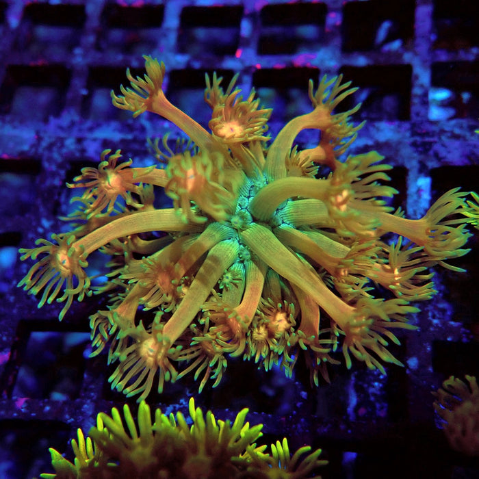 Ultra Goniopora Frag (8)