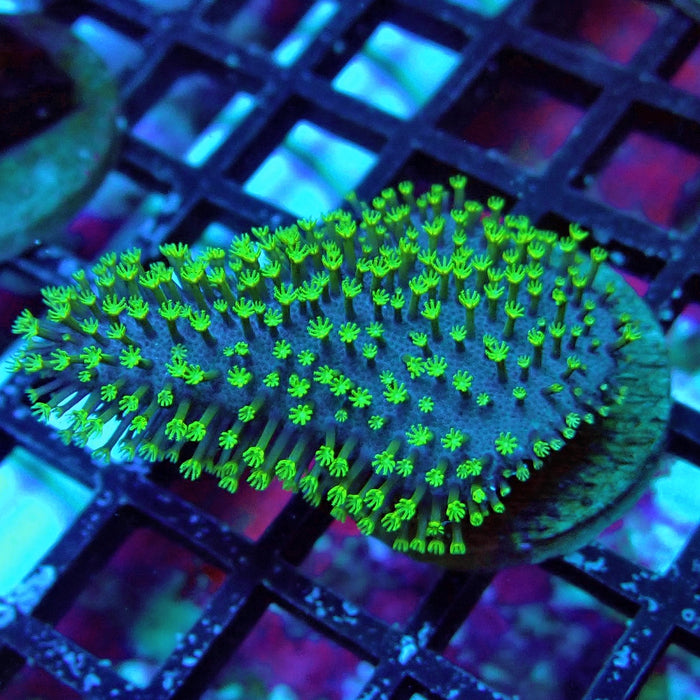 Bright Leather Coral Frag
