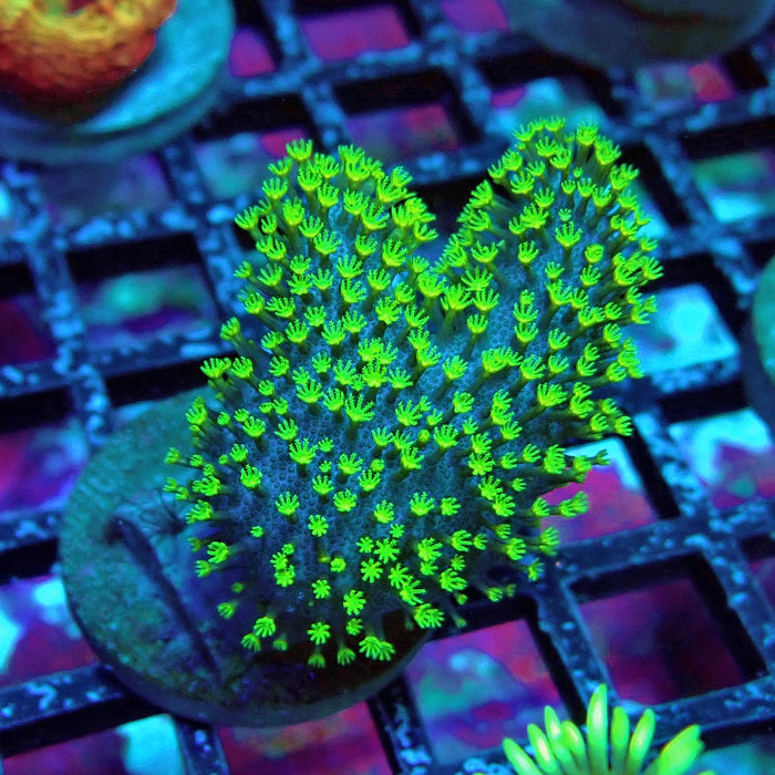 Bright Leather Coral Frag
