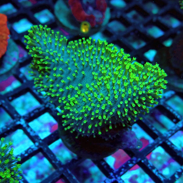 Bright Leather Coral Frag