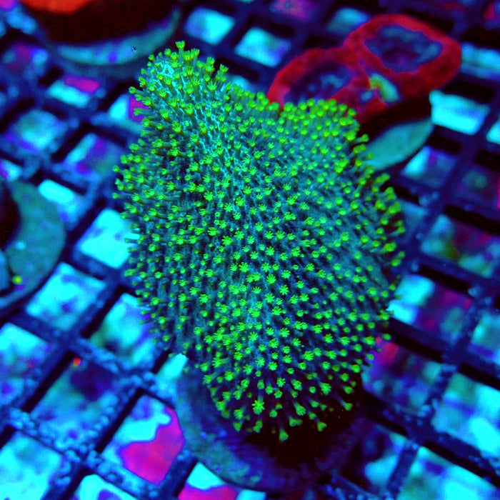 Bright Leather Coral Frag