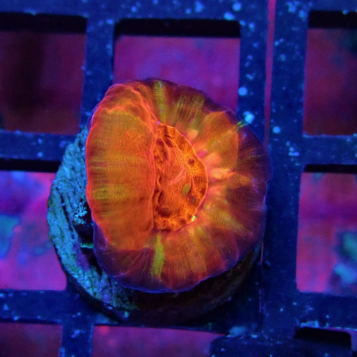 Scolymia Captive Spawn Baby