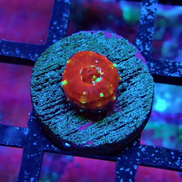 Scolymia Captive Spawn Baby