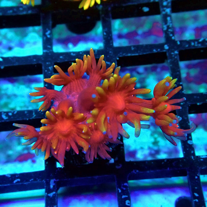Red Yellow Goniopora Frag