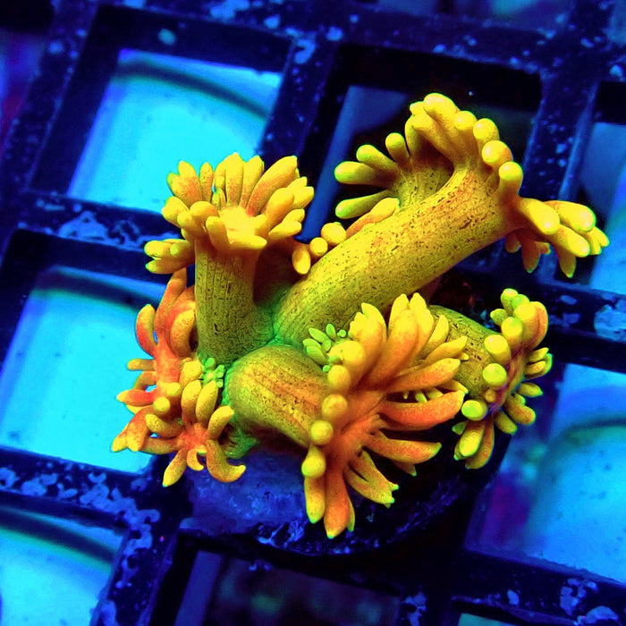 Rainbow Goniopora Frag (11)