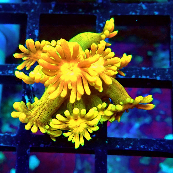 Rainbow Goniopora Frag (11)