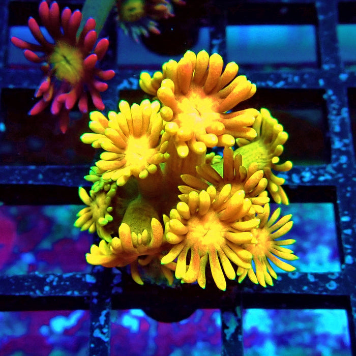 Rainbow Goniopora Frag (11)
