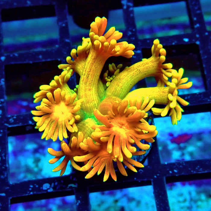 Rainbow Goniopora Frag (11)