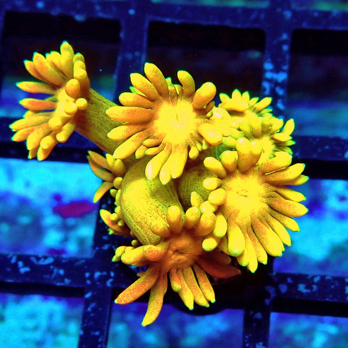 Rainbow Goniopora Frag (11)