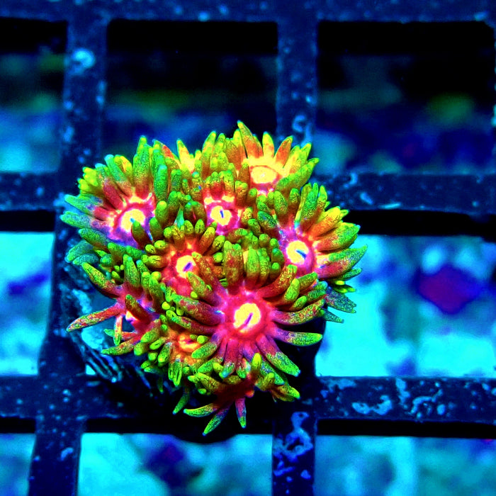 Ultra Contrast Goniopora Frag
